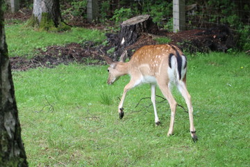 Tiergarten Hannover