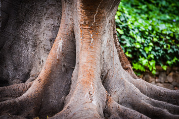 Obraz premium tree roots & leaves - wallpaper design