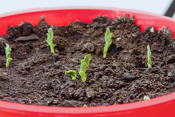 Snow peas growing from seed in a red pot; oregon sugar pod (pisum sativum) emerging from the soil after planting seeds