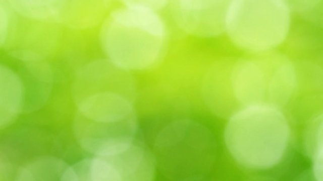 Beautiful blurry green circular bokeh background of defocused fresh foliage of fresh spring trees isolated on sunny sky. Abstract 4k video background.