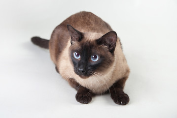 Siamese cat looking at the camera