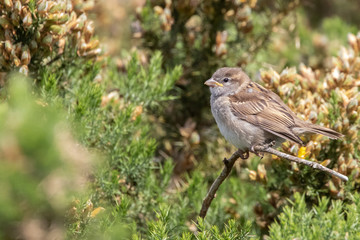 Juvenile Tree Sparrow