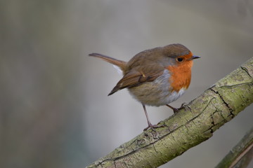 Christmas Robin at Potteric Carr, Doncaster, South Yorkshire