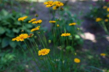 Obraz premium Yellow flowers of lance-leaved coreopsis (Coreopsis lanceolata) in garden. Textured
