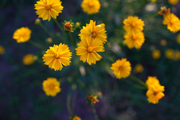 Yellow flowers of lance-leaved coreopsis (Coreopsis lanceolata) in garden. Textured