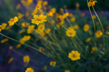 Fototapeta premium Yellow flowers of lance-leaved coreopsis (Coreopsis lanceolata) in garden. Textured