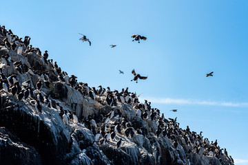 Colony of Cormorants take over a cliff face