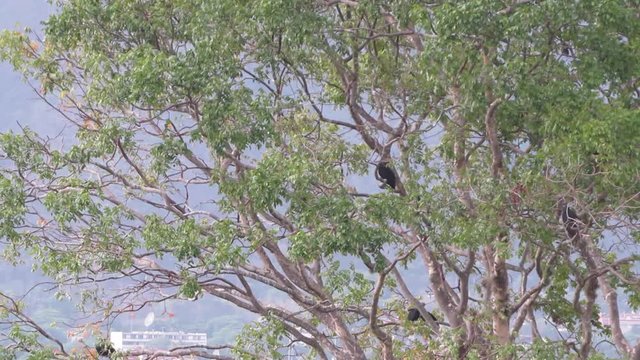american vultures in trees