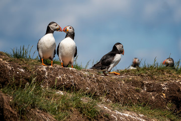 uffins stand outside burrows where they are rearing their young