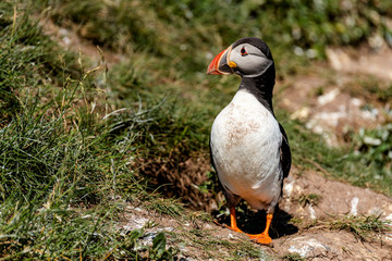 Puffin standing outside it's burrow