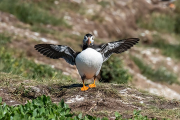 Puffin standing outside it's burrow, stretching his wings