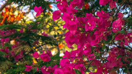 Fototapeta na wymiar pink garden tree flowers spring season colorful blossom concept photography 
