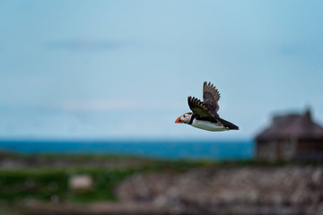 Puffin in flight