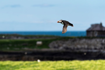 Puffin in flight