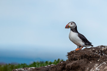 Puffin standing outside it's burrow