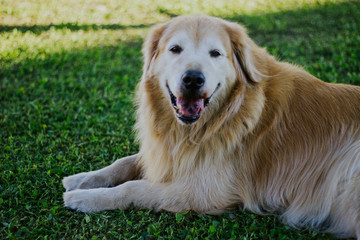 Golden Retriver happy 