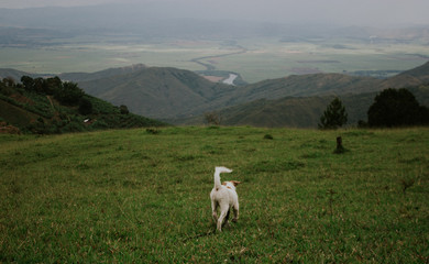 Dog in the river 