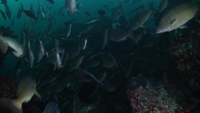 School of Longnose emperor, Rainbow runner and Trevally feeding on a tropical reef