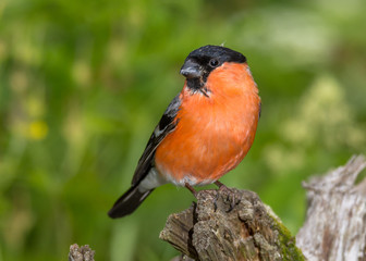 bullfinch