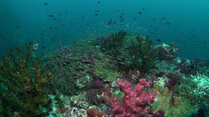 Tropical coral reef covered by shoal of Glassfish and variety of corals