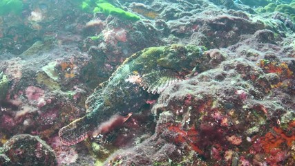 Bearded scorpionfish, Scorpaenopsis barbata closeup in Andaman sea