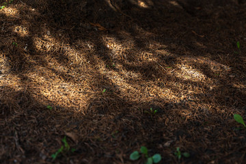 green grass and soil