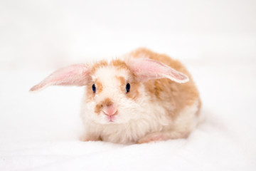 Cute little orange and white color bunny with big ears. rabbit on white background . Nose close up - animals and pets concept.