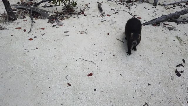 Big rat Desmarest's hutia (Capromys pilorides) Cuban Landscape In Cayo Largo, Cuba. Cuban hutia on the beach