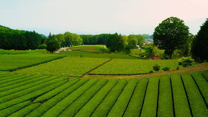 Beautiful fresh green tea plantation at Nihondaira, Shizuoka - Japan