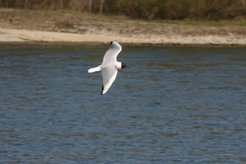 Lachmöwe im Flug, Larus ridibundus