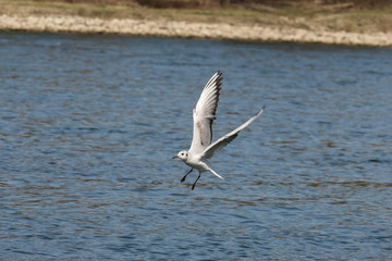 Lachmöwe im Flug, Larus ridibundus