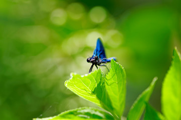 Blue dragonfly on Loire river bank