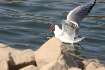 Schwimmende Lachmöwe, Larus ridibundus