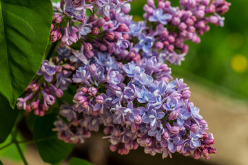 purple flowers in the garden