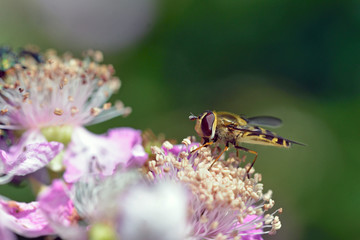 The Syrphini are a tribe of hoverflies, Greece