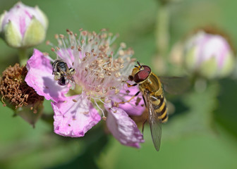 The Syrphini are a tribe of hoverflies, Greece