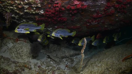School of Oriental sweetlips, Plectorhinchus vittatus