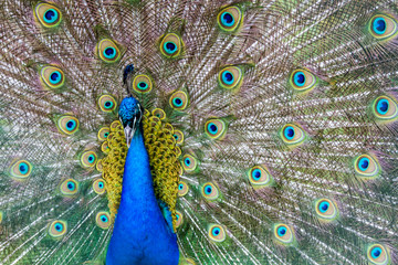 Obraz premium beautiful blue peacock