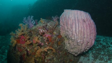 Tropical coral reef with massive Barrel sponge coral in Andaman sea