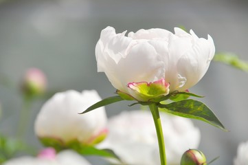  white flowers