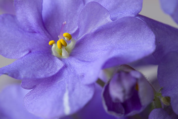 The reproductive organs of the plant are the yellow stamens of the violet Saintpaulia.