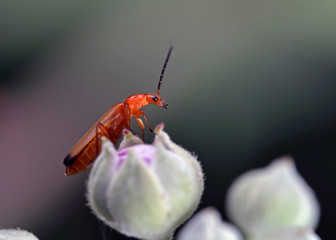 The common red soldier beetle (Rhagonycha fulva), also known as the bloodsucker beetle, and  known in England as the Hogweed Bonking Beetle is a species of soldier beetle, Greece