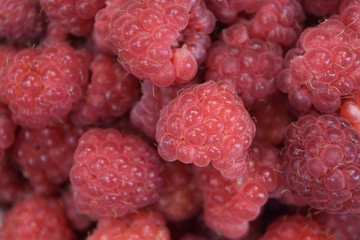 Fresh Raspberries Background Closeup Photo Of A Summer
