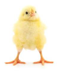 Small yellow chicken.