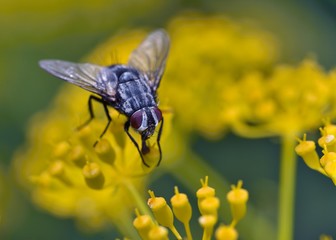 Sarcophaga is a genus of true flies and the type genus of the flesh-fly family (Sarcophagidae), Greece