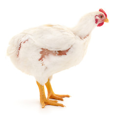 Small white chicken.