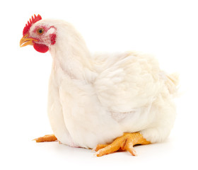 White hen isolated.