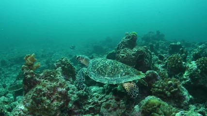 Juvenile Hawksbill sea turtle, Eretmochelys imbricata in tropical Andaman sea