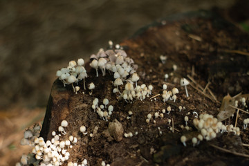 mushrooms on tree