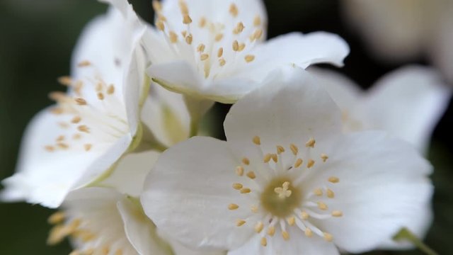Philadelphus coronarng. White jasmine flowers sway in the wind. Beautiful flower close up.